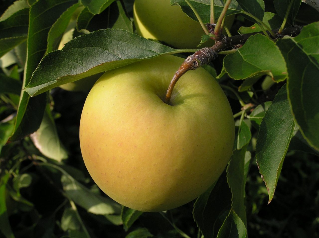 The Ginger Gold apple Hurricane Camille's tasty legacy